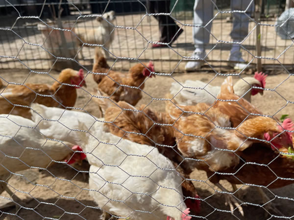Chicken Mesh