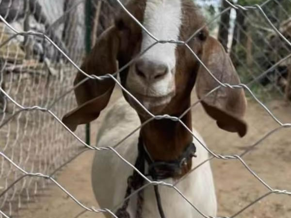 Animal Fencing